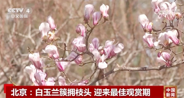 春日中国活力无限 “赏花+”模式升温成为促发展新引擎
