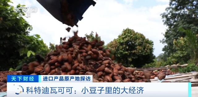 原产地好物直达！“可可大国、香草王国”：我家好物来进博