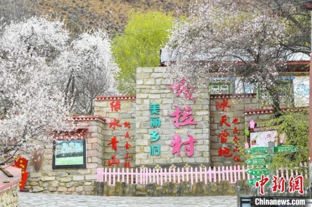 “桃花经济”映红乡村振兴 西藏林芝嘎拉桃花村产业升级创收再提升